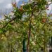 Vŕba japonská (Salix integra) - výška 160-180cm, kont. C5L - PENDULA